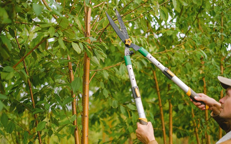 Tree trimming in Powers, OR